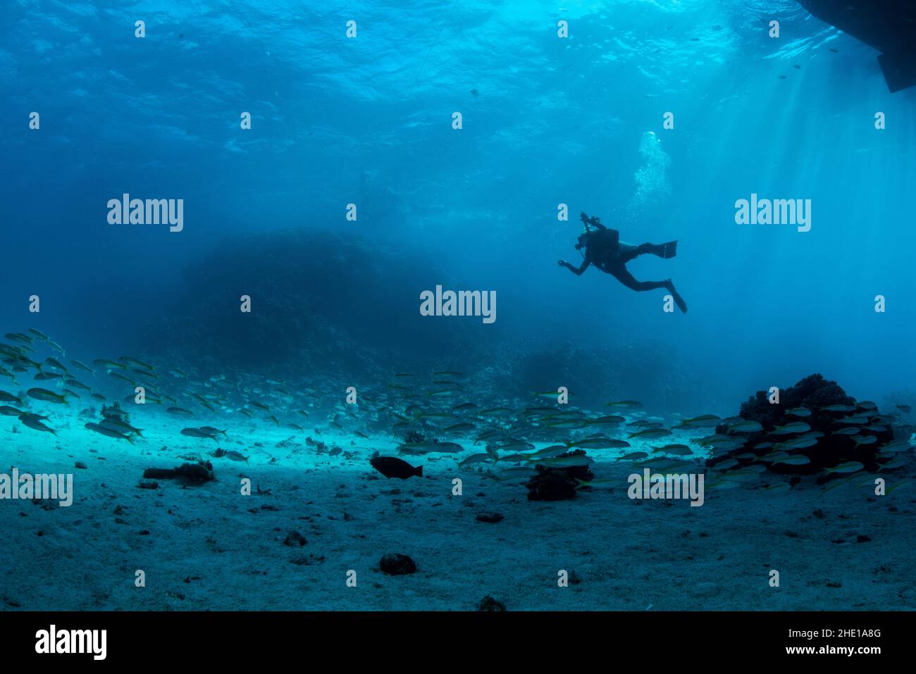 Un subacqueo solista che scende dalla superficie nel Mar Rosso, Egitto. Foto Stock