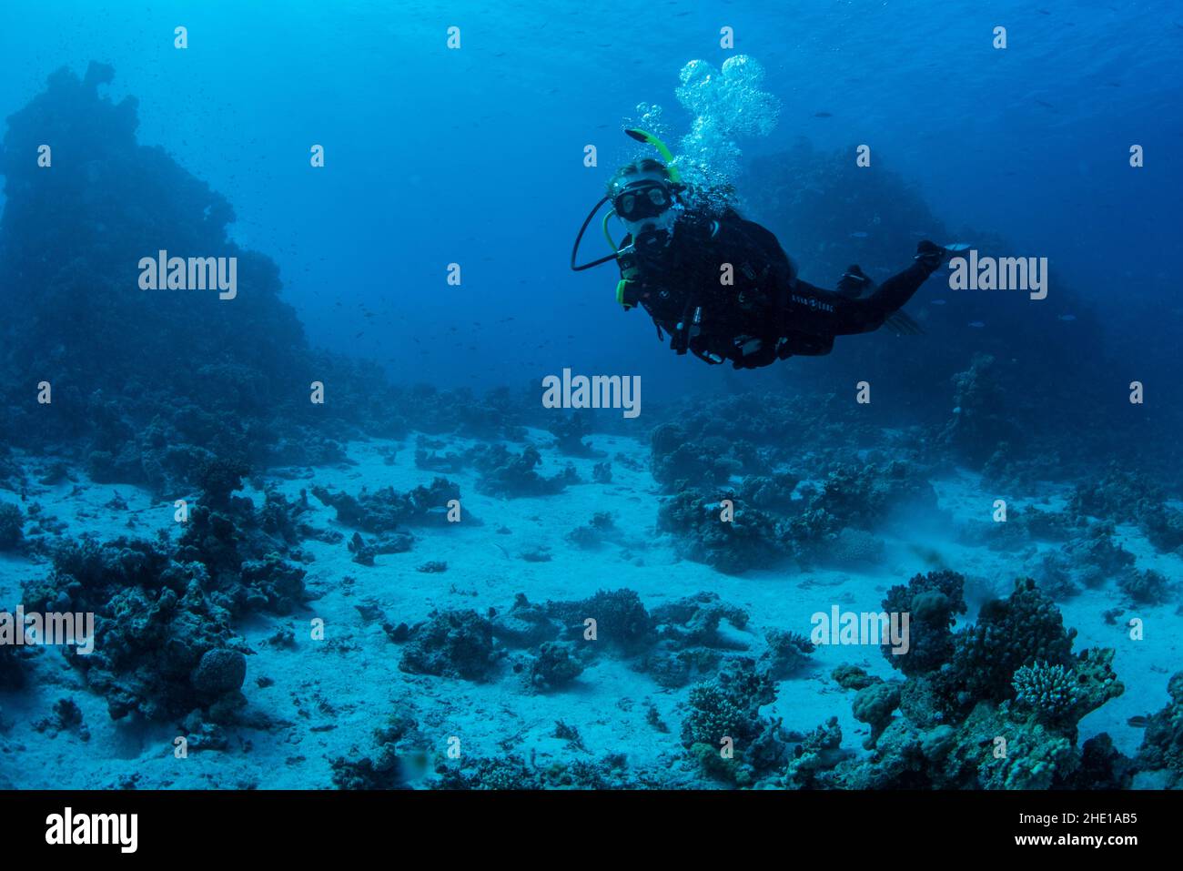 Un subacqueo nel Mar Rosso al largo della costa di Hurghada, Egitto. Foto Stock