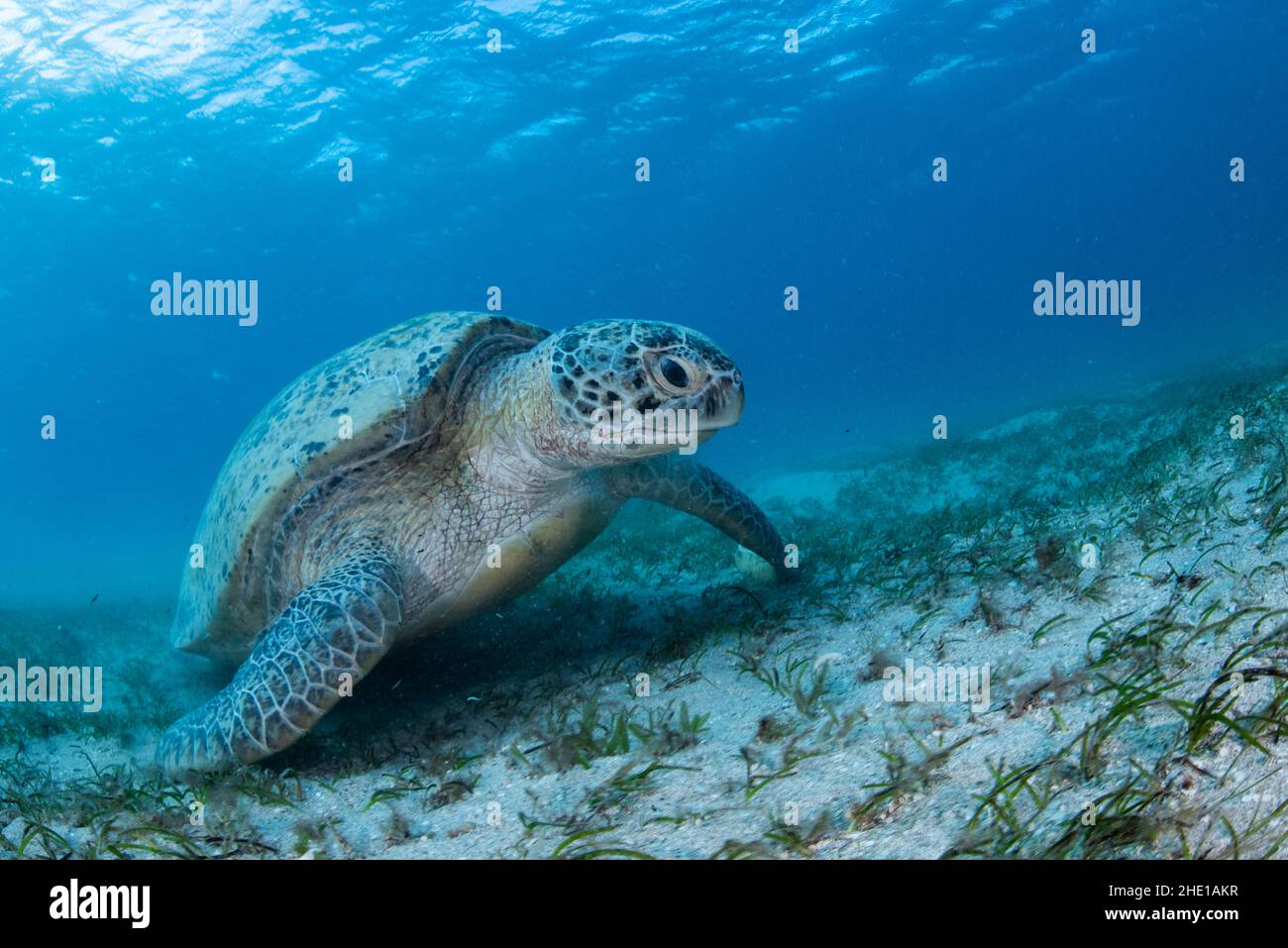 Una tartaruga marina verde (Chelonia mydas) una specie minacciata di rettili che si nutrono di erba marina nel Mar Rosso, in Egitto. Foto Stock