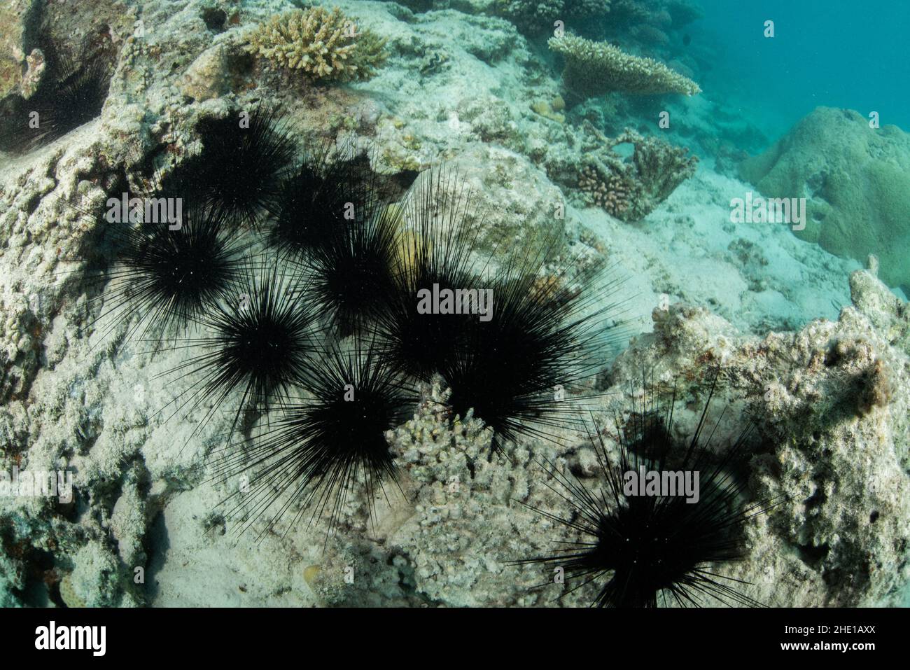 Diadema setosum, il riccio nero a lunga lunghezza, sul fondo dell'oceano nel mare rosso vicino a Hurghada, Egitto. Foto Stock