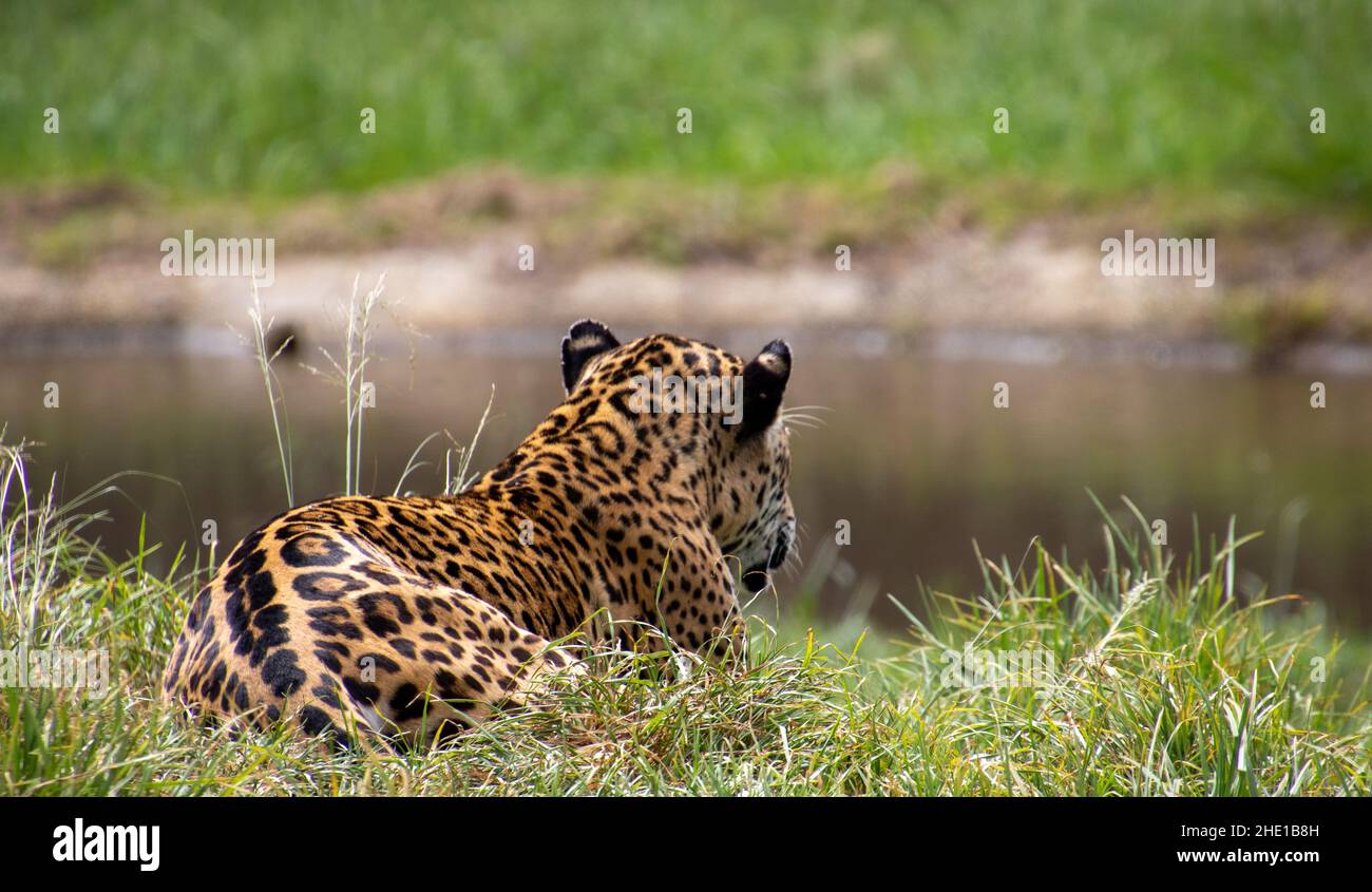 una jaguar al santuario Jukani sulla Garden Route in Sudafrica Foto Stock