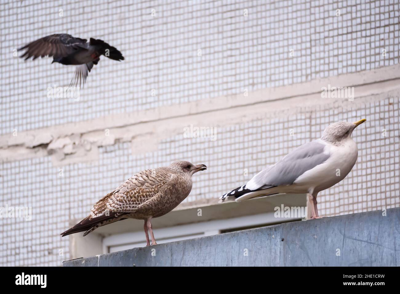 Foto con messa a fuoco selettiva. Uccelli Seagull sul tetto. Foto Stock