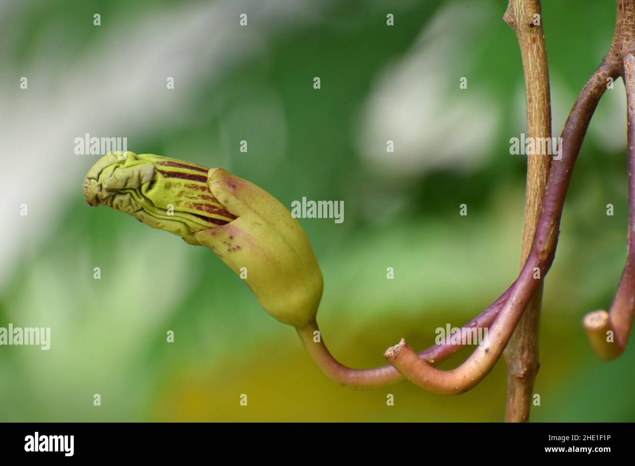 Primo piano della foto del germoglio di fiori di albero di salsiccia. Kigelia africana. Foto Stock