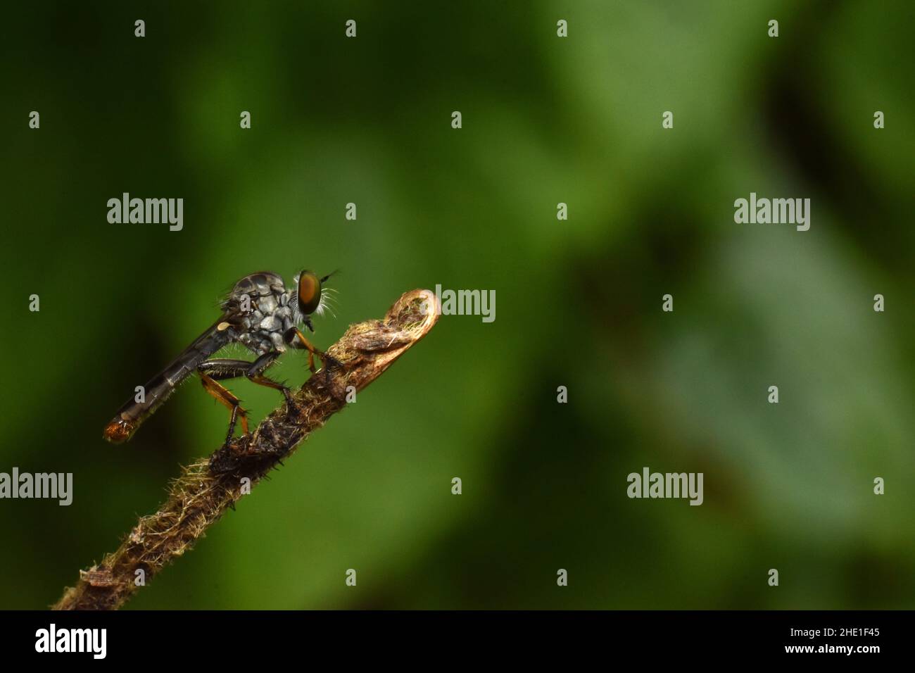 Foto ravvicinata di una mosca rapinatrice appoggiata sul ramoscello. Foto Stock