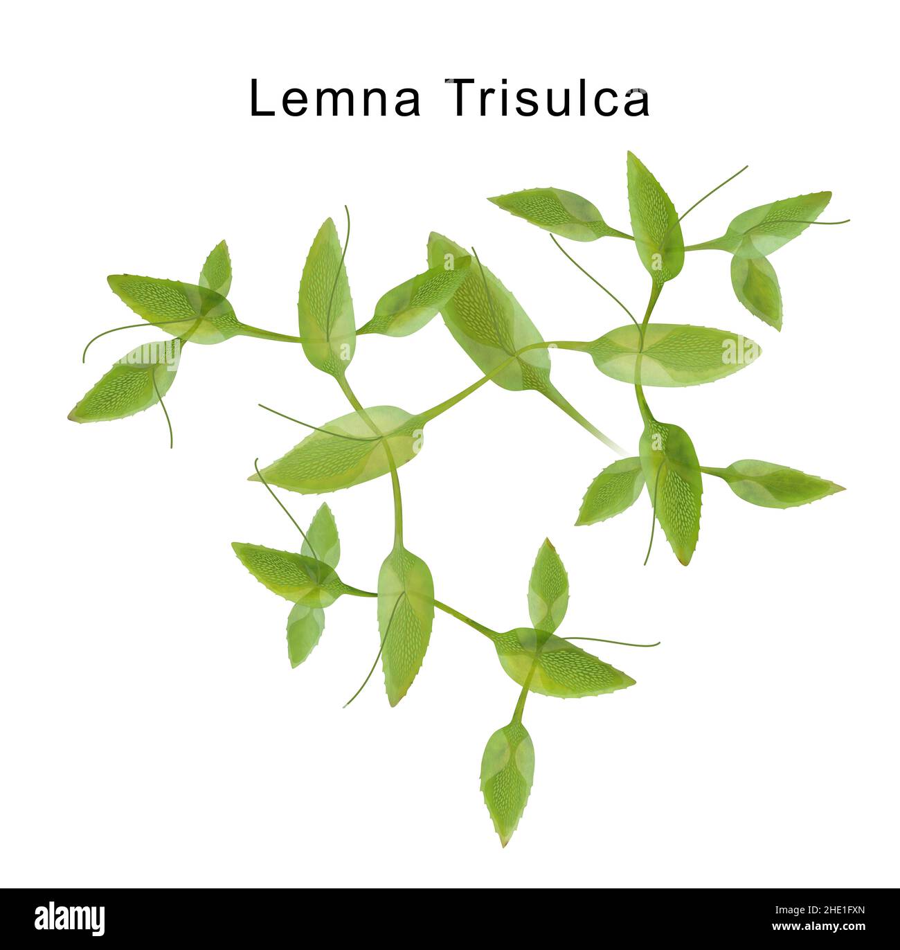 Alghe microscopiche a stella anatra o Lemna trisolca o Schur o anatra lievitata Foto Stock