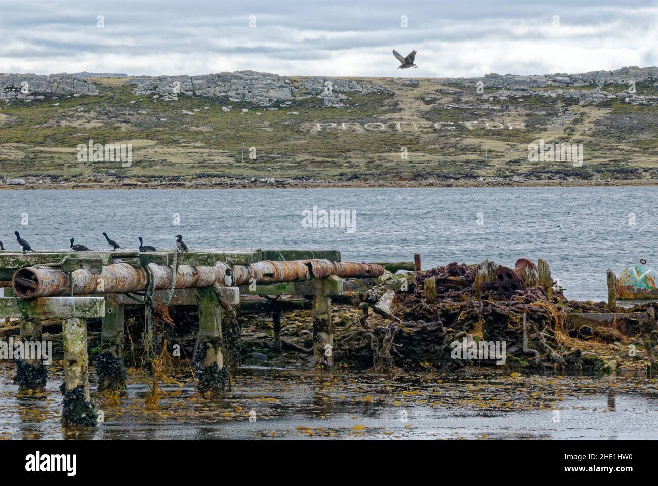 Port Stanley - Vista del vecchio porto - Isole Falkland -28th di Febbraio 2014 Foto Stock