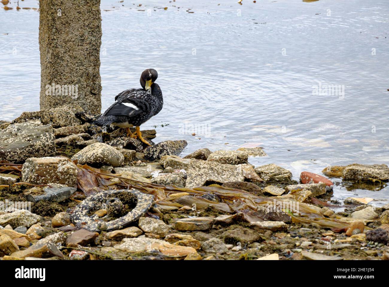 Le anatre di vaporetto (Tachyeres pteneres) sono un genere di anatre della famiglia Anatidae. Falkland Flightless Steamer Duck - Port Stanley, Falk Foto Stock