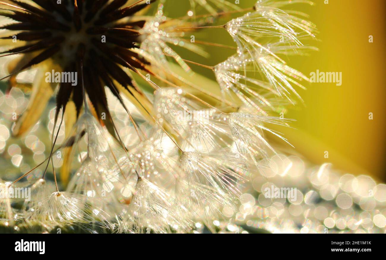 Fuoco morbido dei semi di dente di leone con sfondo bokeh Foto Stock