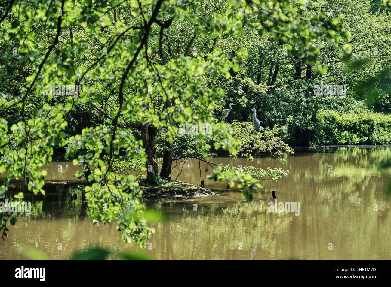 Aironi grigi, Ardea cinerea, un uccello predatore della famiglia degli aironi a zampe lunghe, Ardeidae, seduto in un albero nel mezzo di un lago Foto Stock