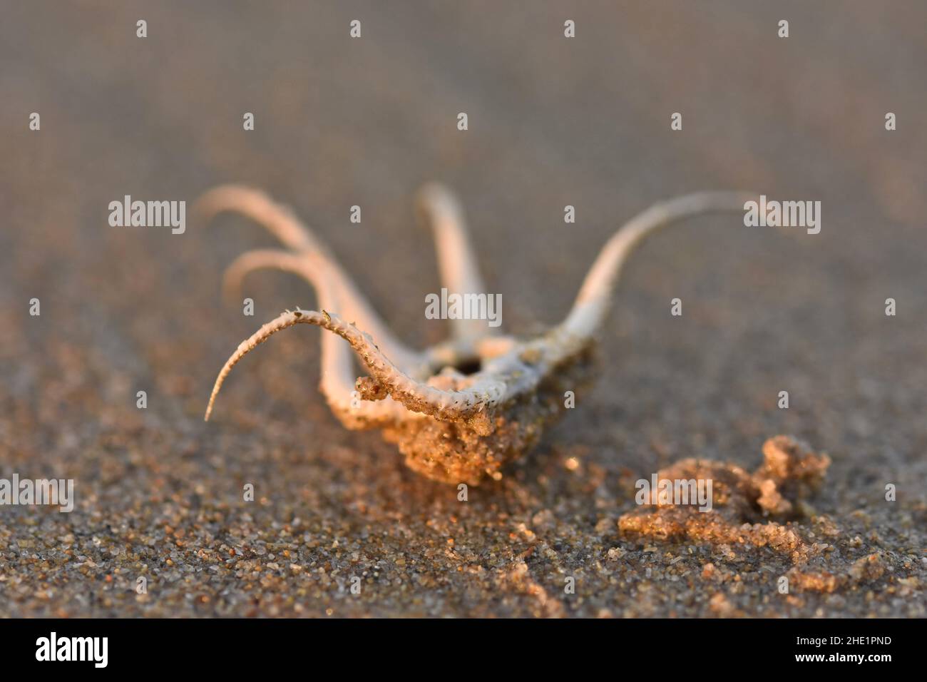 Stella fragile sulla spiaggia di sabbia di Monto Gordo in Algarve Portogallo meridionale. Foto Stock