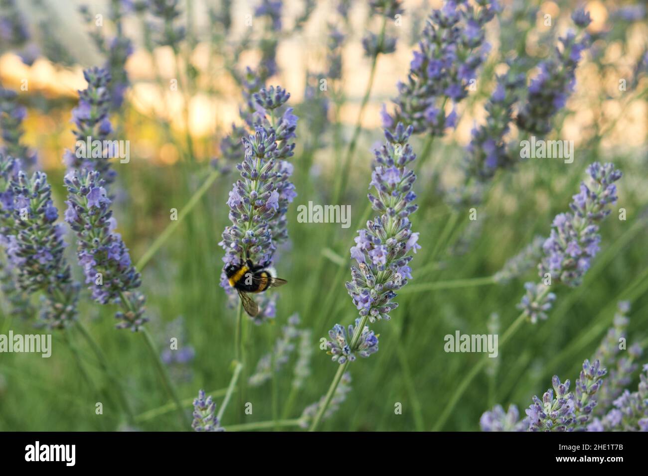 Un Ape su un fiore di lavanda Foto Stock