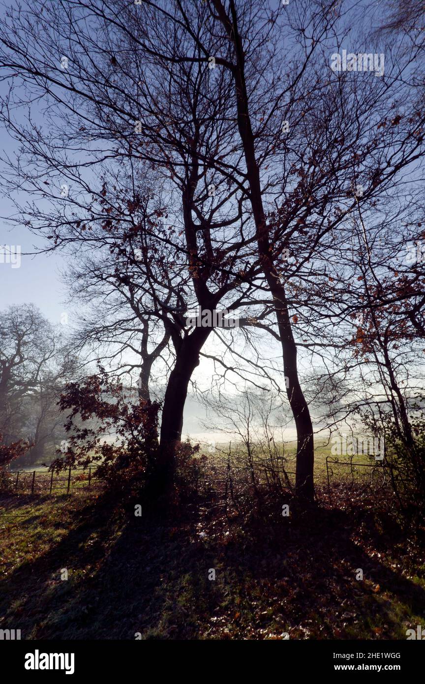 Percorso che conduce a Summerhouse Hill Wood, che corre tra il 14th e 16th buche del campo da golf pubblico in Beckenham Place Park, Lewisham, Foto Stock