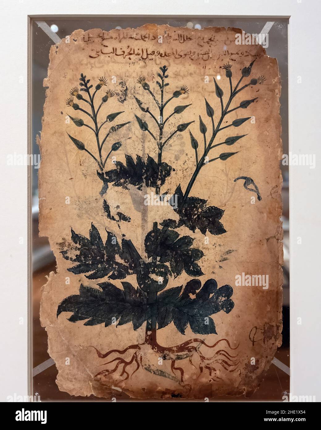 Folio di Khawass al-Ashjar, un manoscritto medico, che mostra una pianta. Il Museo Aga Khan è un museo di arte islamica, arte iraniana e cultura musulmana.Gen. Foto Stock