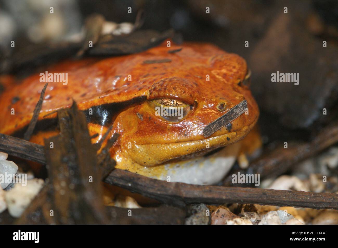 Primo piano su un adulto Dyscophus guineti arancione, rana di pomodoro, seduto a terra Foto Stock