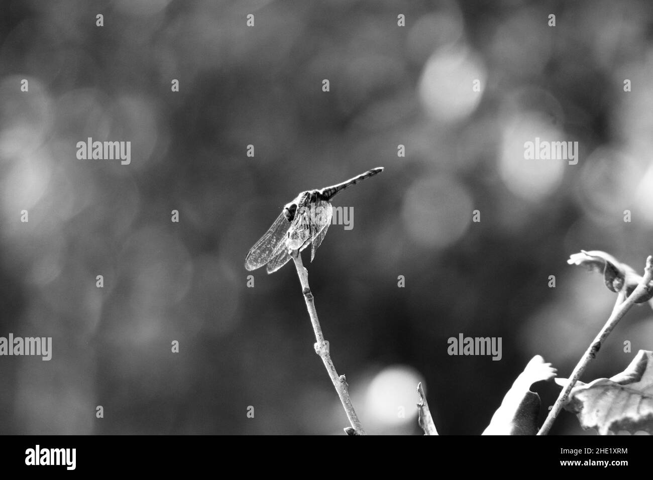 Primo piano di una libellula su una pianta in scala di grigi Foto Stock Primo piano di una libellula su una pianta in scala di grigi Foto Stock