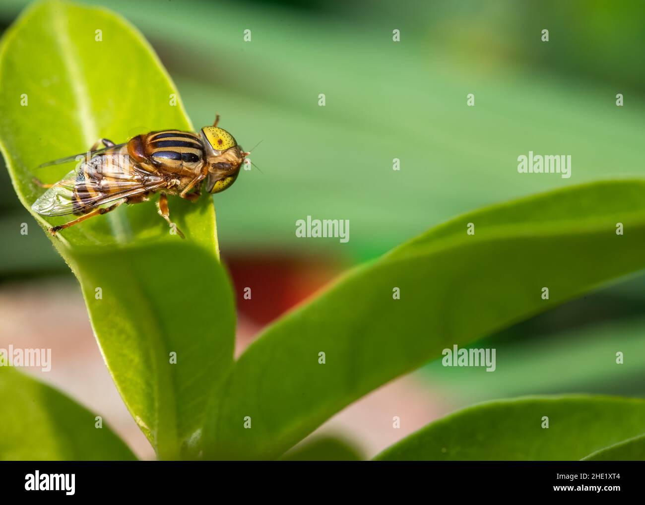 Eristalinus megacephalus volano girando la testa mentre si siede su una foglia Foto Stock