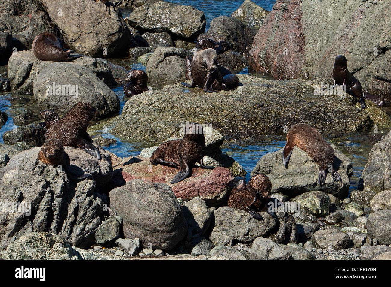 Colonia di foche su Cape Palliser nella regione di Wellington, a nord Isola della Nuova Zelanda Foto Stock