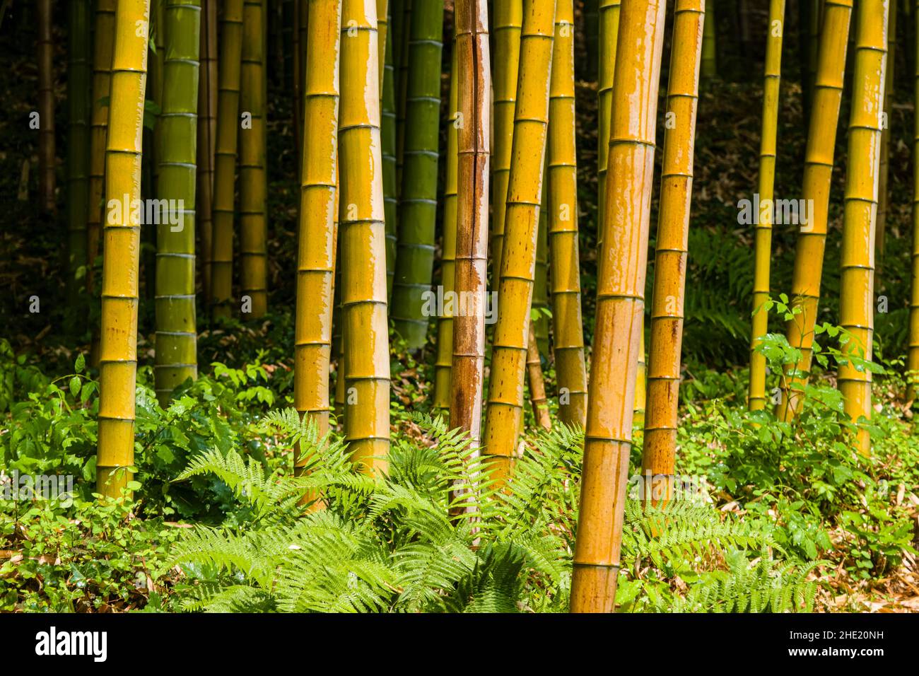 Steli di bambù nel giardino botanico di Villa Carlotta, situato sul lago di Como. Foto Stock