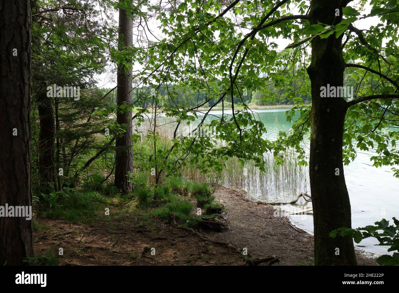 Splendida vista su un lago in una foresta Foto Stock