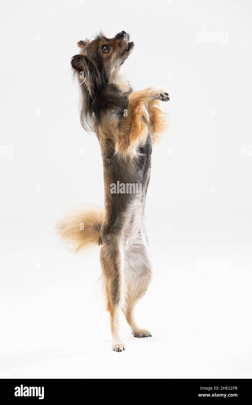 Il cane Mongrel si alza su due gambe su uno sfondo bianco e chiede un trattamento. Cane di razza multipla. Foto Stock