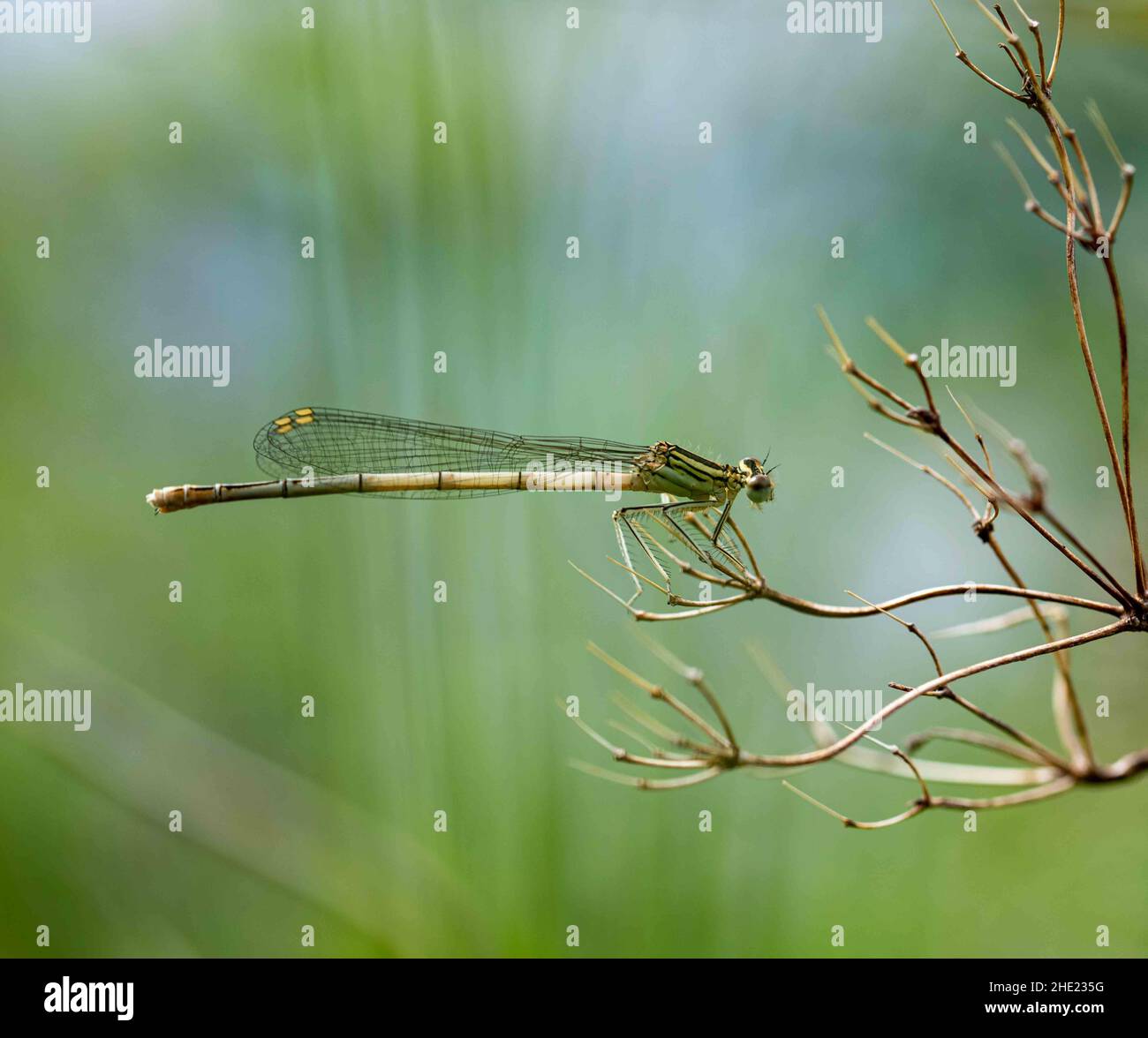 Bianco-damselfly zampe Foto Stock