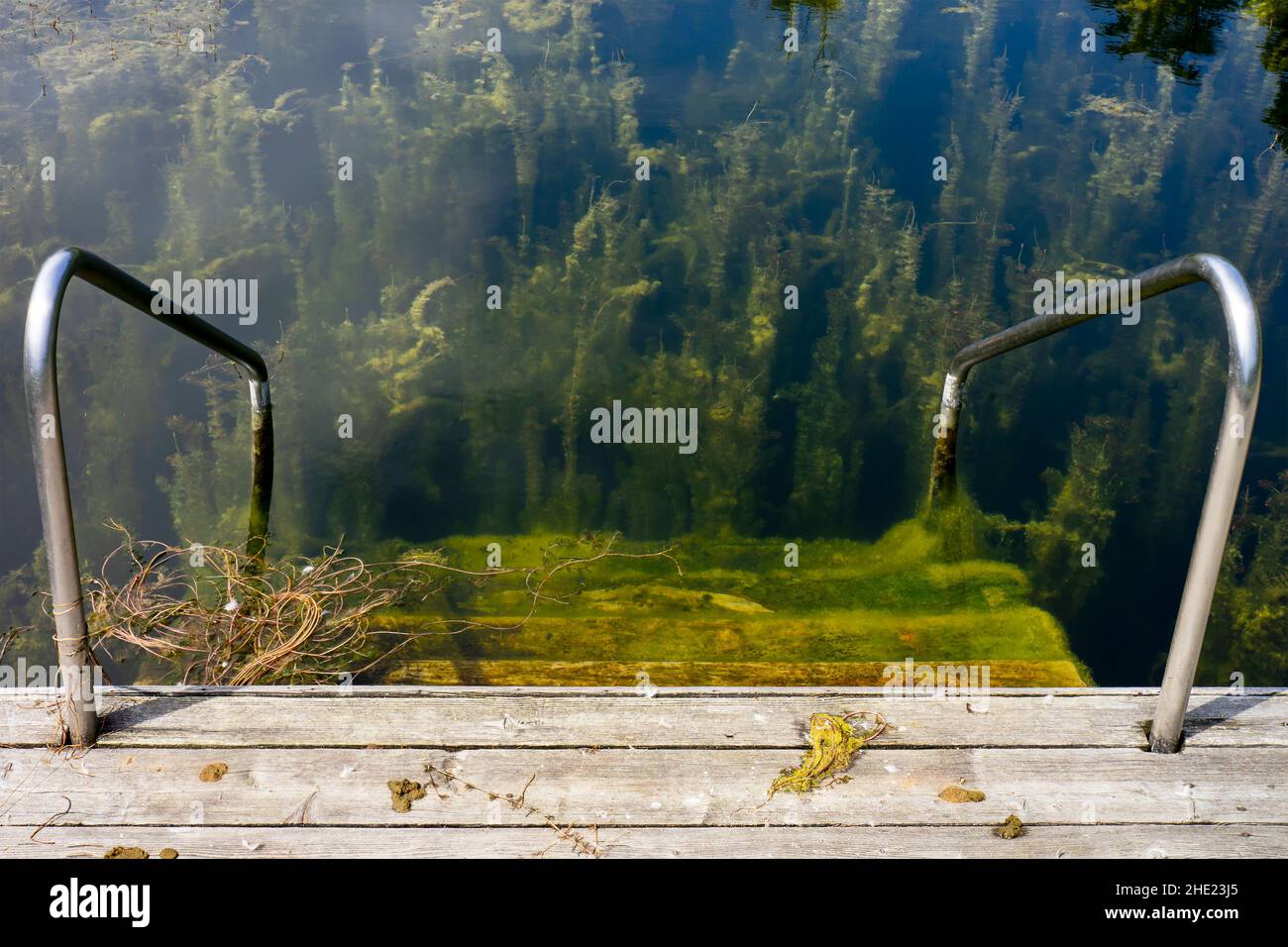 Piscina sporca abbandonata con alghe e legno. Foto Stock