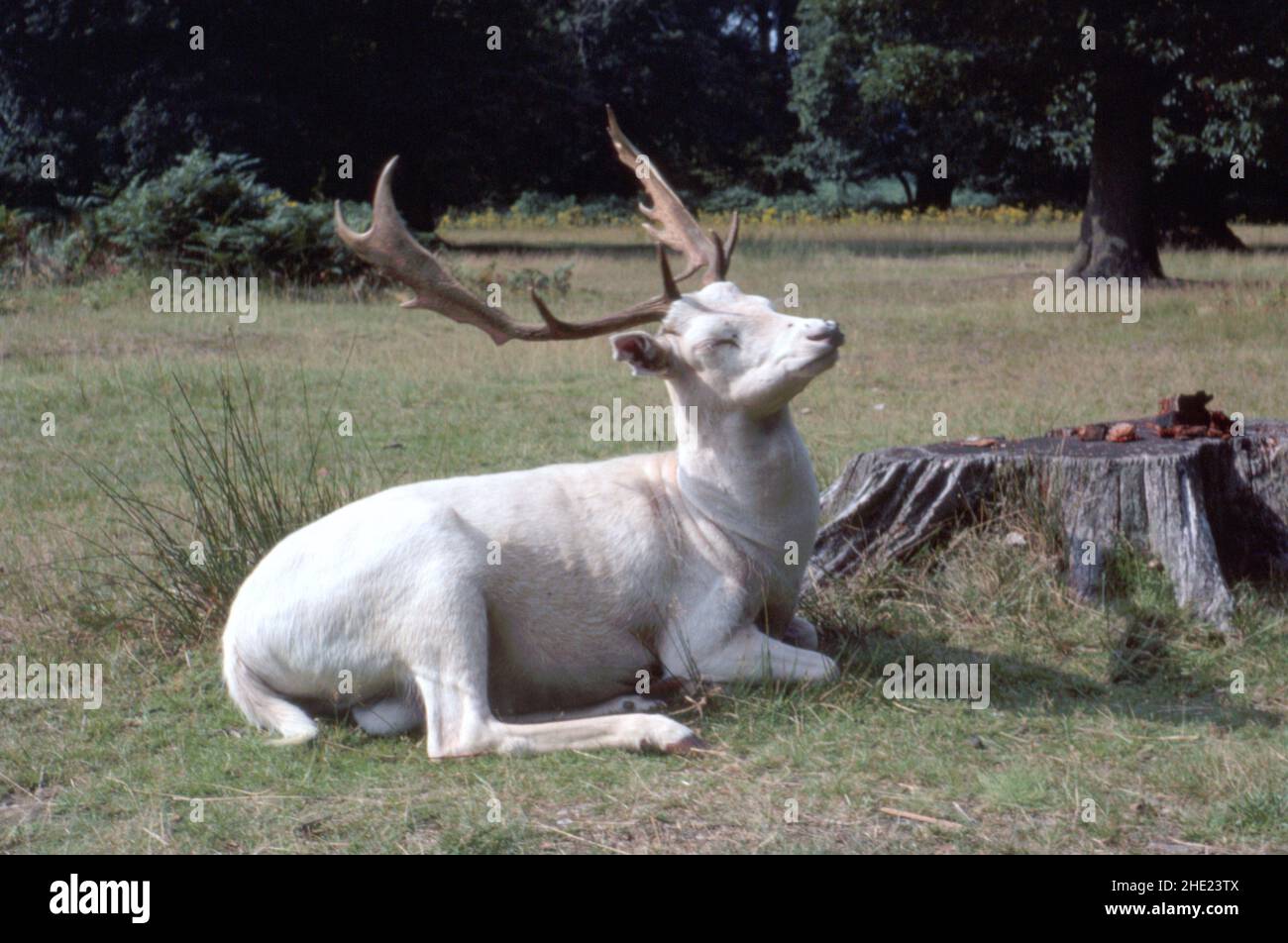 Grande bavaglio bianco sdraiato accanto ad un ceppo di albero con foresta sullo sfondo con spazio di copia Foto Stock