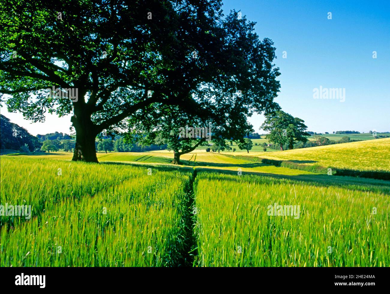 alberi di quercia, in campi di grano, Foto Stock