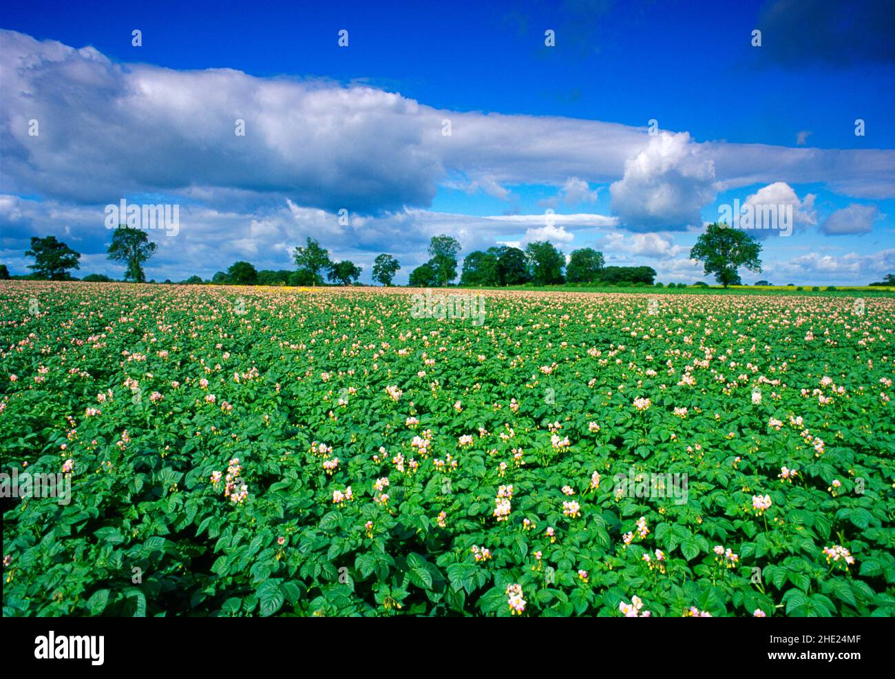 campo di patate, in fiore, Foto Stock