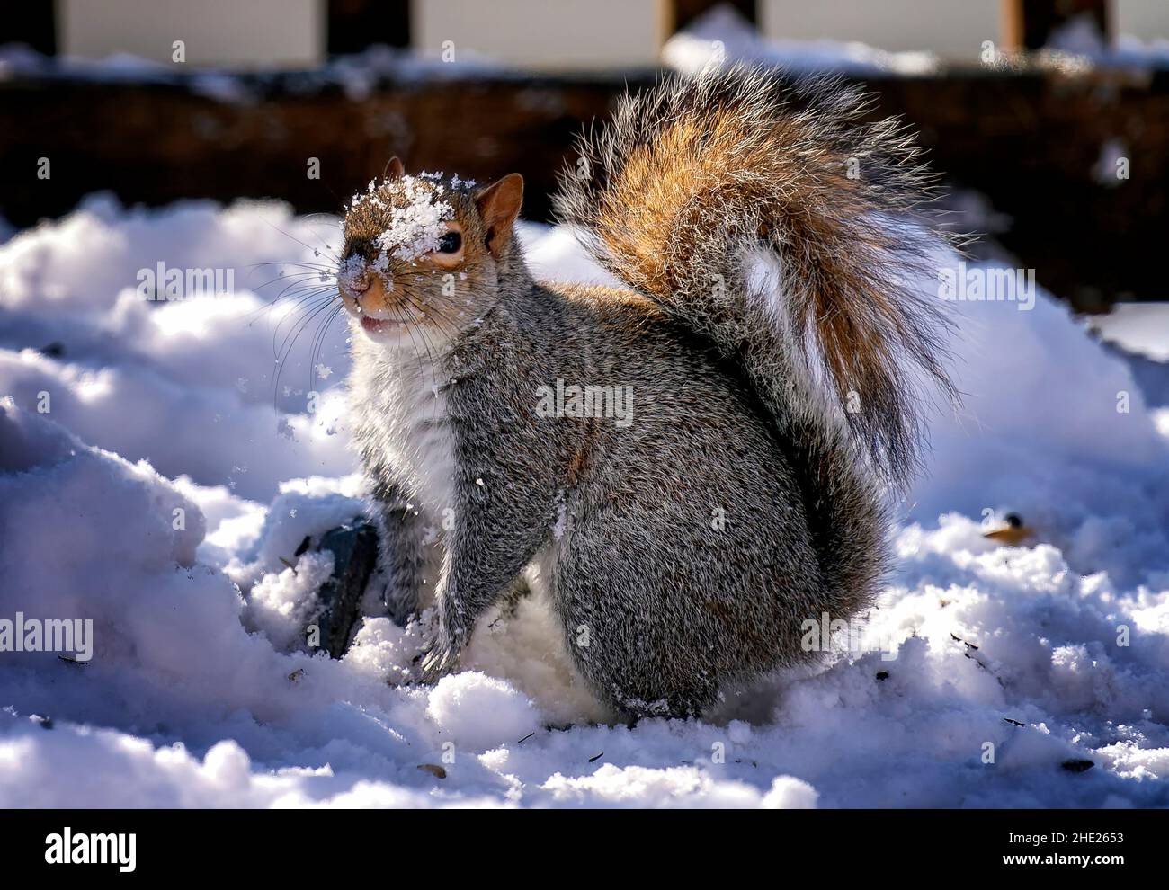Uno scoiattolo cerca cibo nella neve Foto Stock
