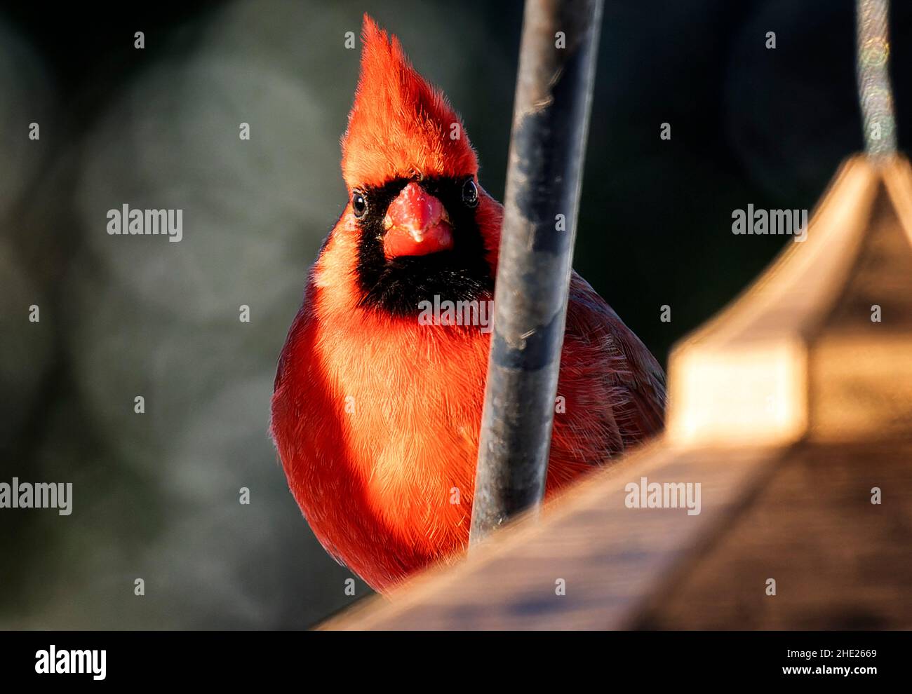 Maschio cardinale settentrionale su un persico coperto di neve Foto Stock