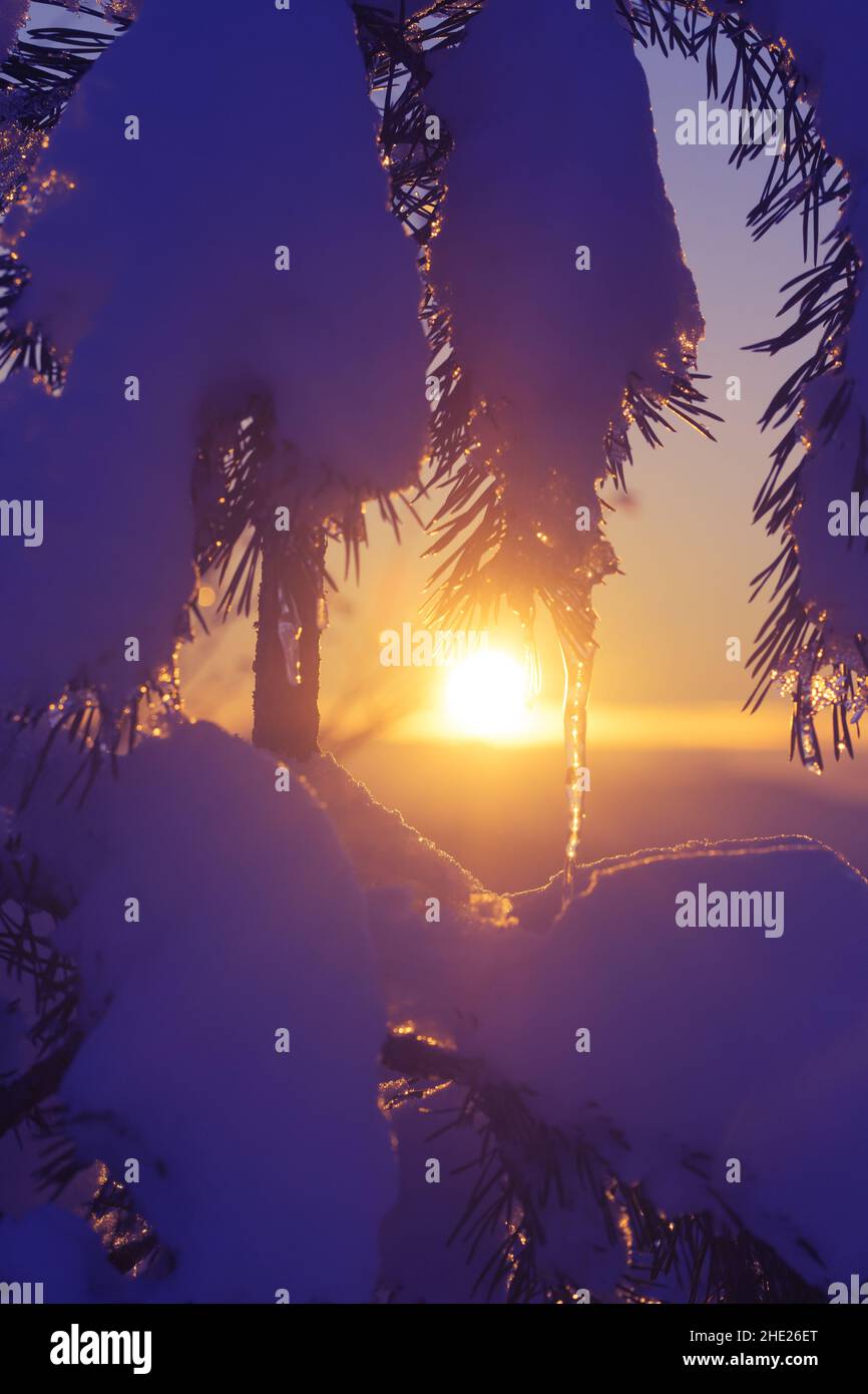 Rami di pino ricoperti di neve con gelo durante il tramonto in inverno. Stagioni, inverno, calore, natura e speranza concetti Foto Stock