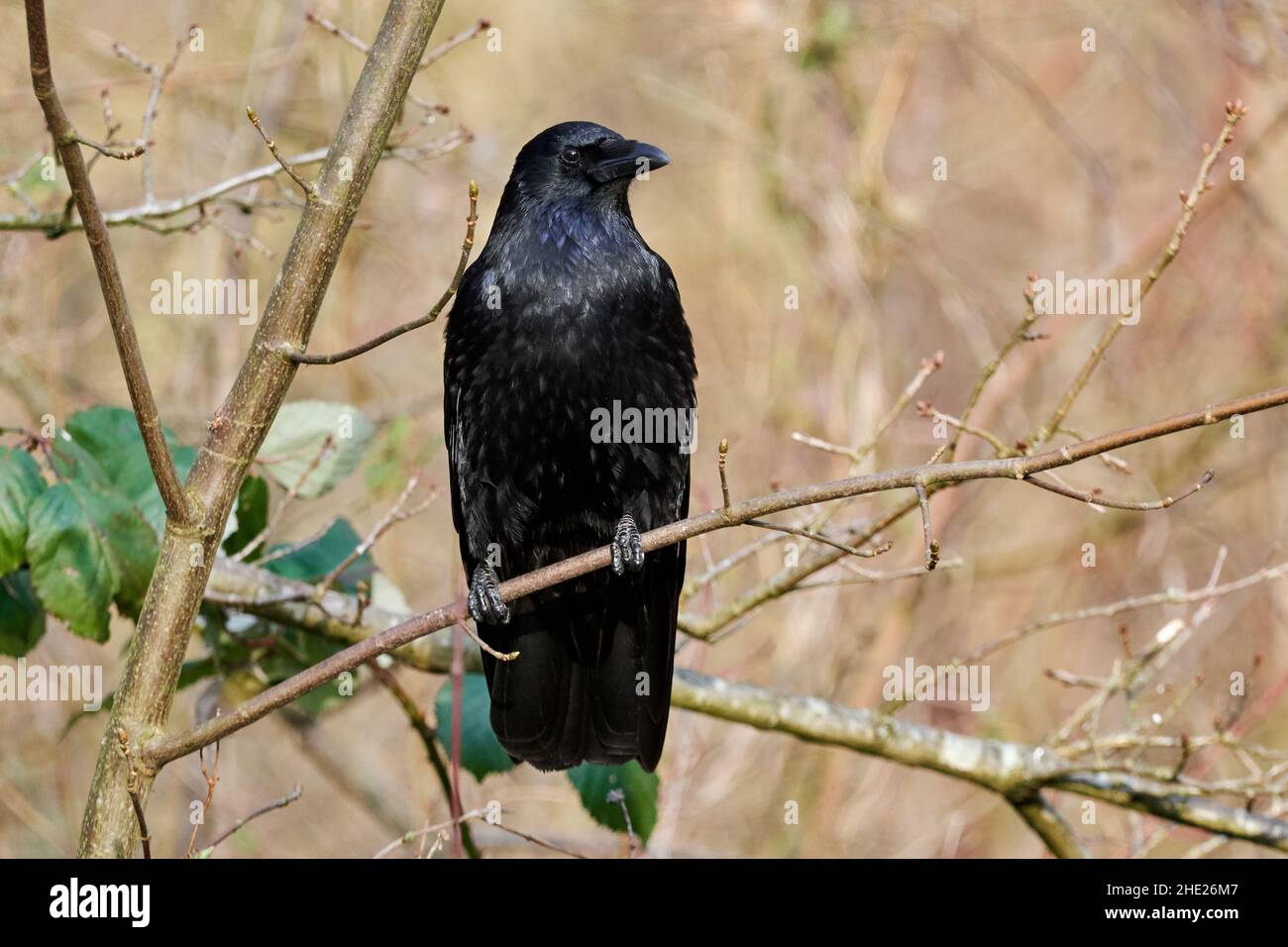 Corvo comune (Corvus corax) seduto nell'albero. Grande uccello nero della famiglia dei corvo. Foto Stock