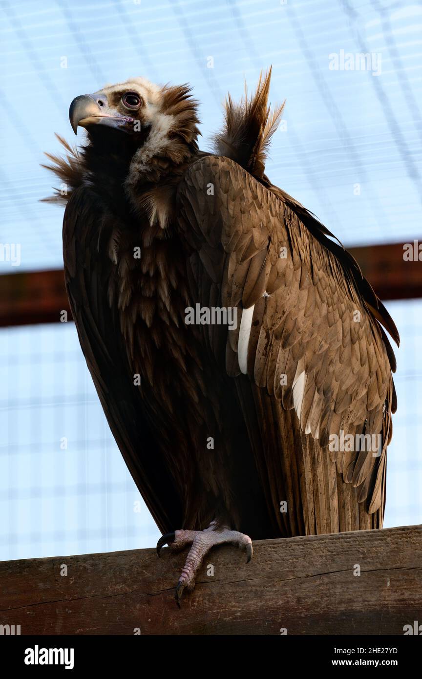 Griffon è un uccello selvatico e rapace, un uccello griffin in uno zoo. Foto Stock