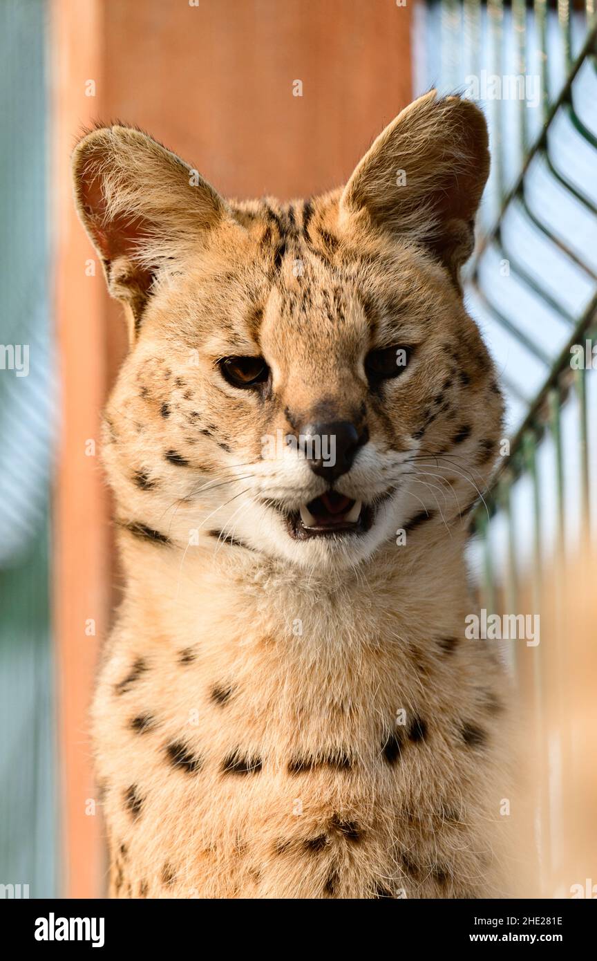 Serval gatto nello zoo ucraino, una rara specie di gatto. Foto Stock