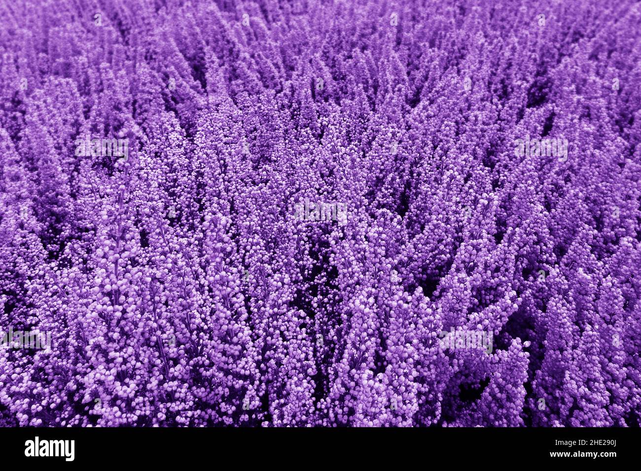 lupin fiore bello Foto Stock