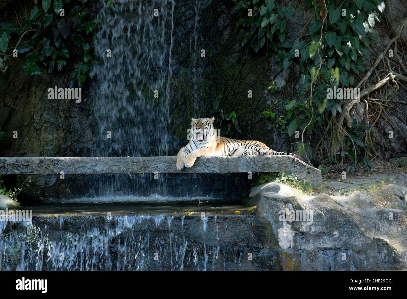 Una tigre bengala adorabile con la sua lingua che si attacca, fuoco selettivo. Foto Stock