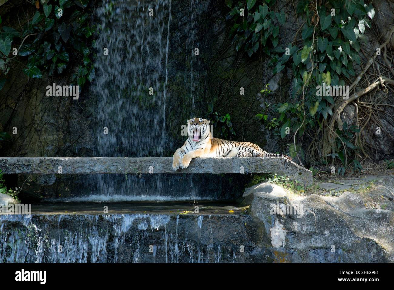 Una tigre bengala adorabile con la sua lingua che si attacca, fuoco selettivo. Foto Stock