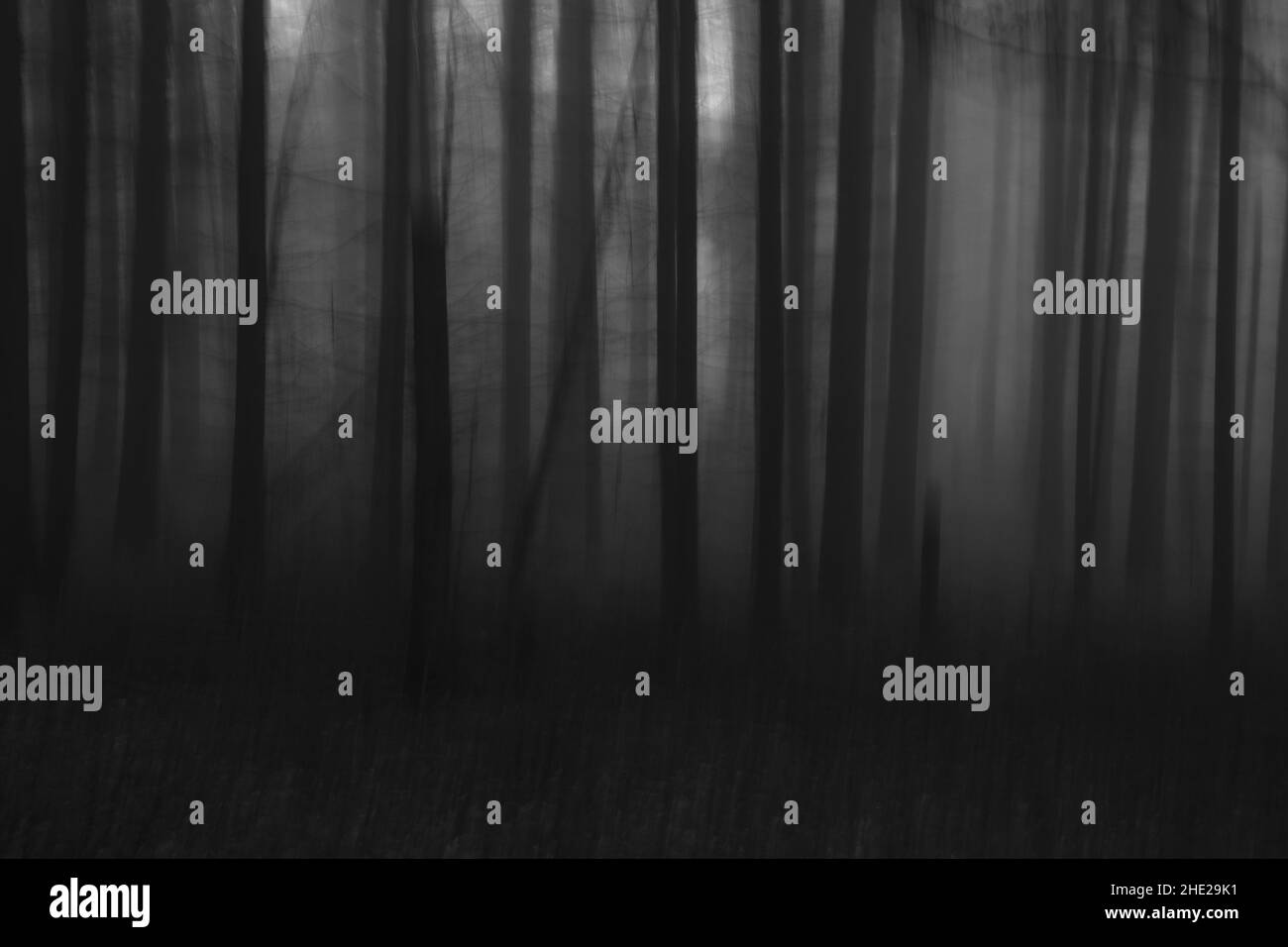 Nebbia fitta nella foresta scura in autunno. Bellissimo paesaggio naturale. Luce che passa attraverso gli alberi. Foto di alta qualità Foto Stock