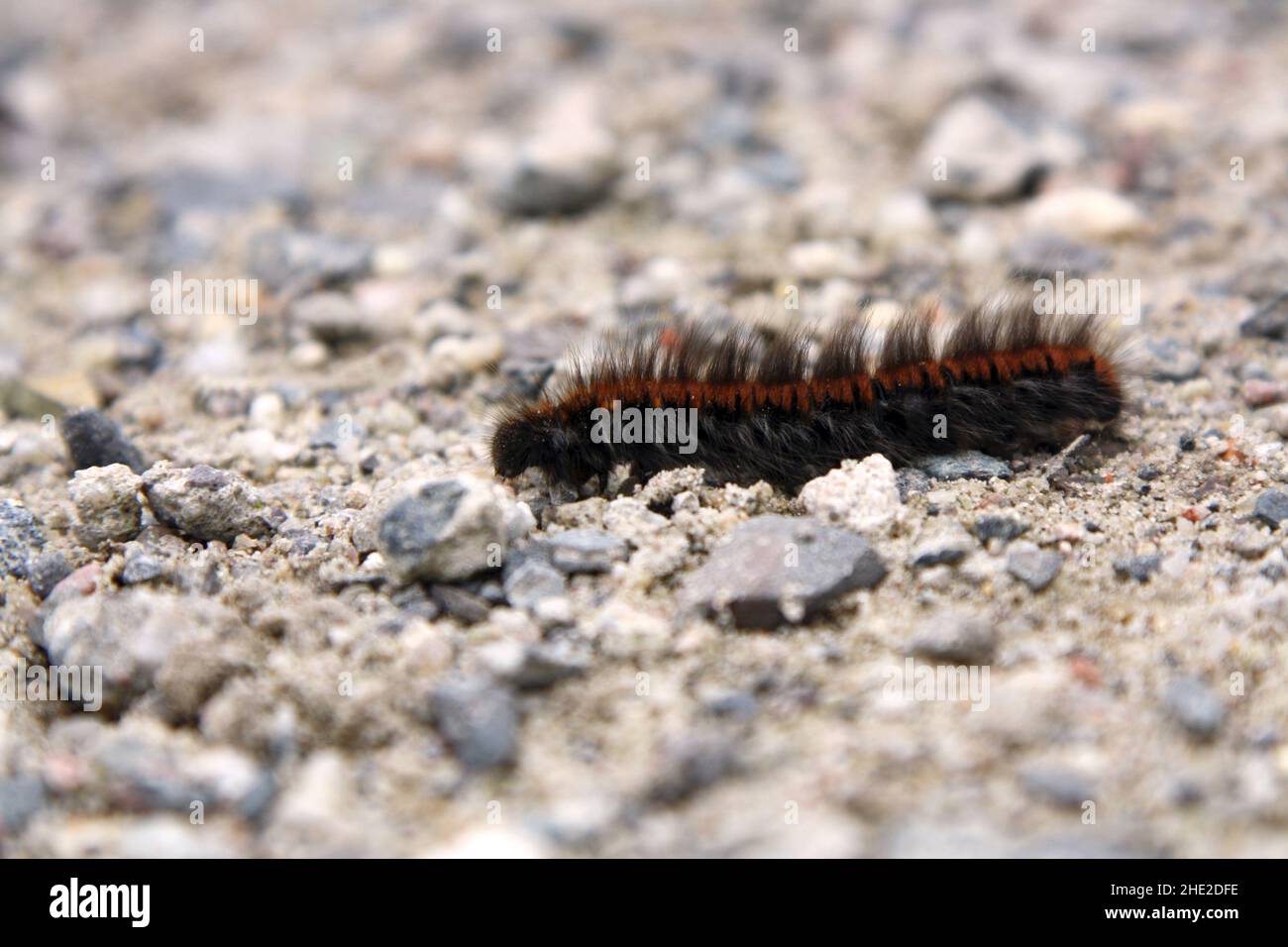 Un colpo incrociato caterpillar dal lato Foto Stock