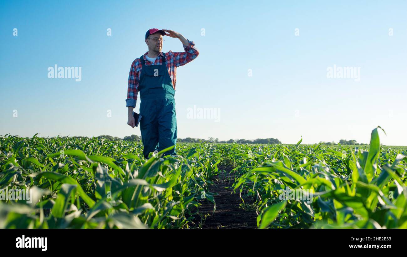 Caucasico medio età contadino camminare lungo gambi di mais in campi tramonto tempo un giorno in Ucraina Foto Stock