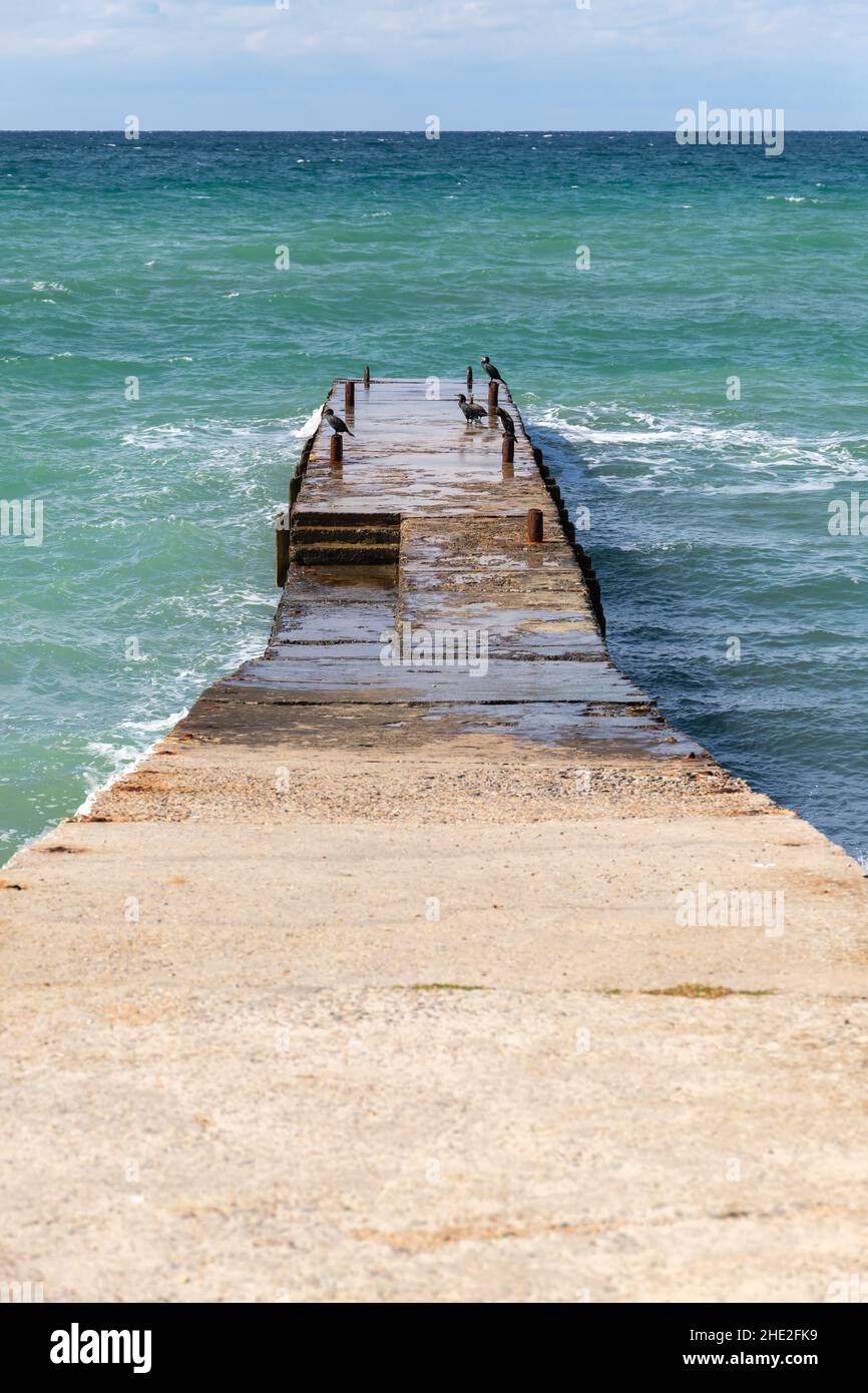 Cormorani seduti su una frangiflutti di cemento bagnato, foto verticale scattata sulla costa del Mar Nero in una soleggiata giornata estiva, Crimea Foto Stock