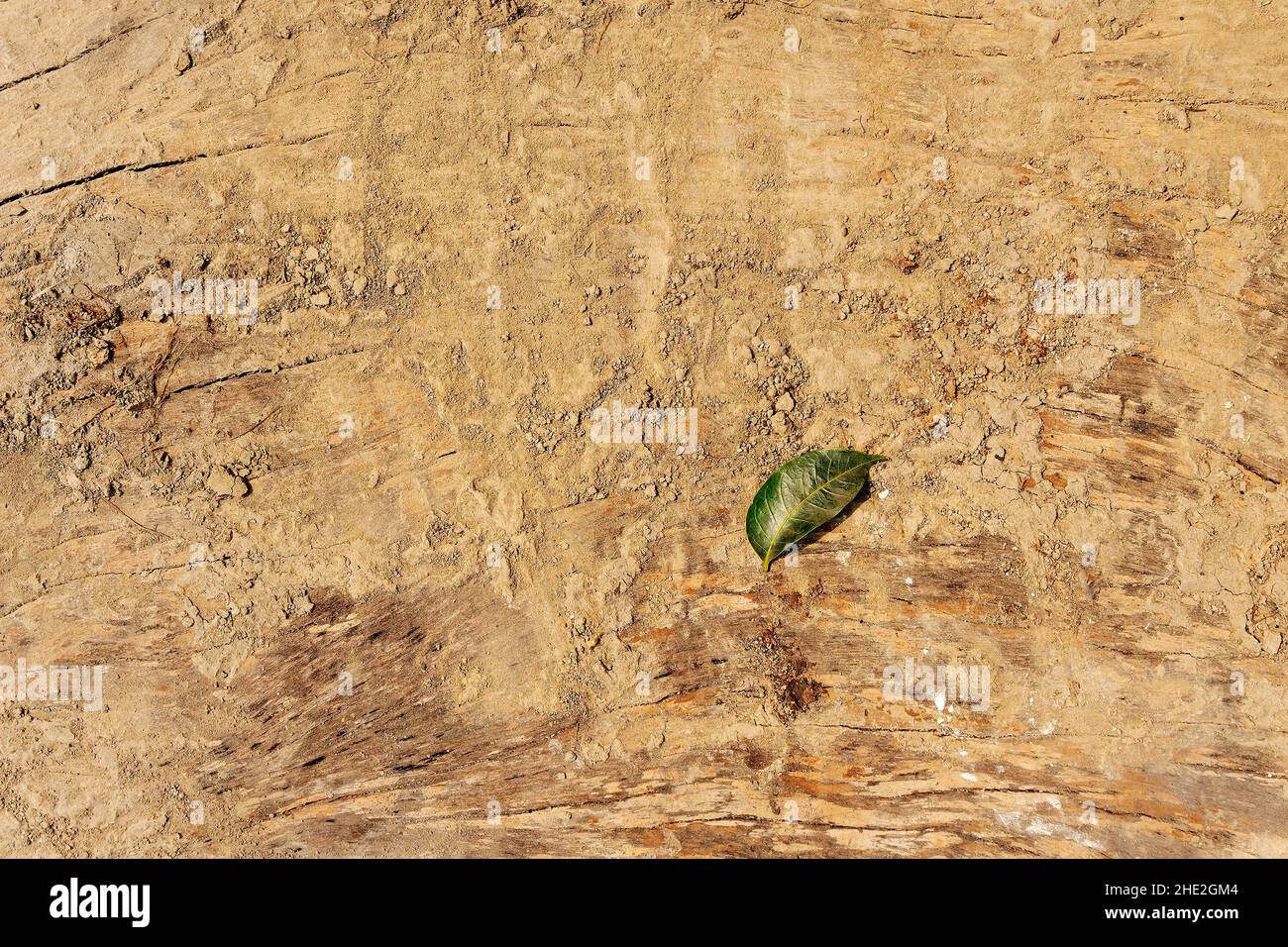 Nuova foglia verde su vecchio tronco di albero, Howrah, Bengala Occidentale, India. Foto Stock