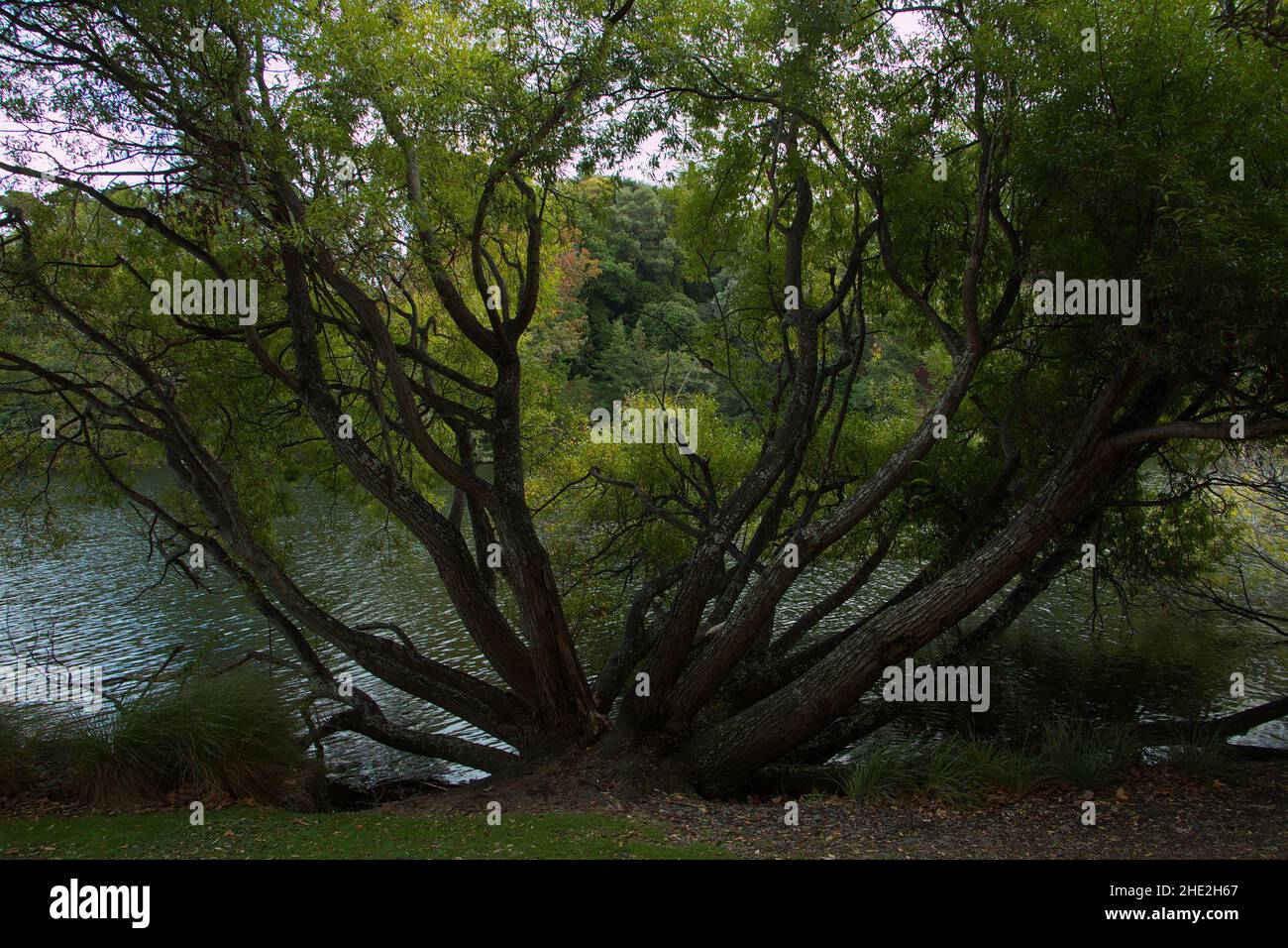 Alberi in Victoria Lake Reserve in Whanganui, Manawatu-Wanganui Regione sul Nord Isola della Nuova Zelanda Foto Stock