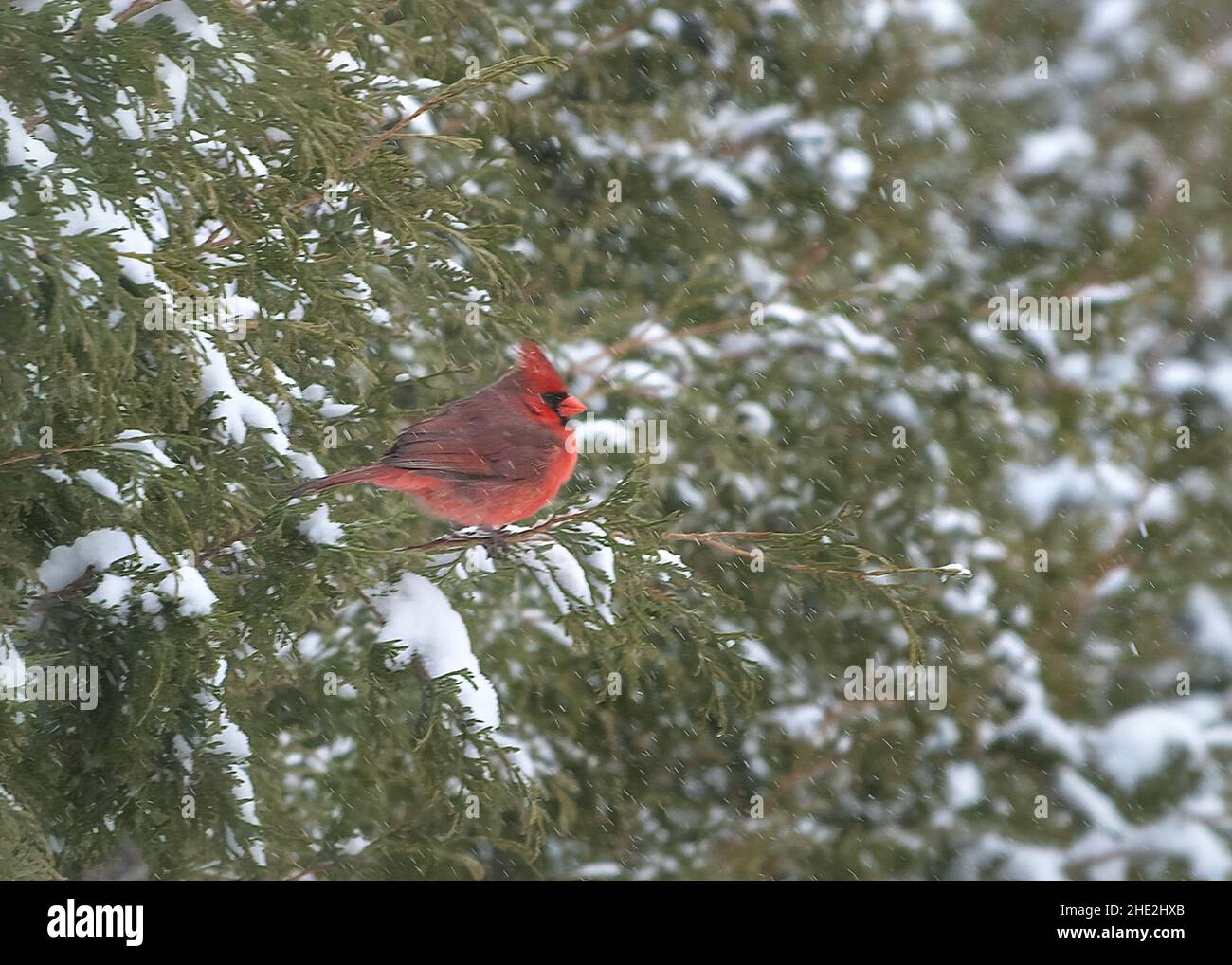 Maschio Red Northern Cardinal uccello in cedro albero in tempesta di neve Foto Stock