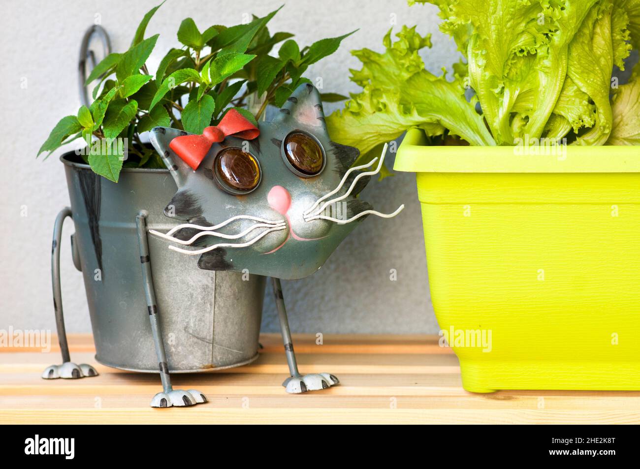 Vaso di fiori a forma di gatto con una pianta verde in esso. Carino  flowerpot accanto alla lattuga Foto stock - Alamy