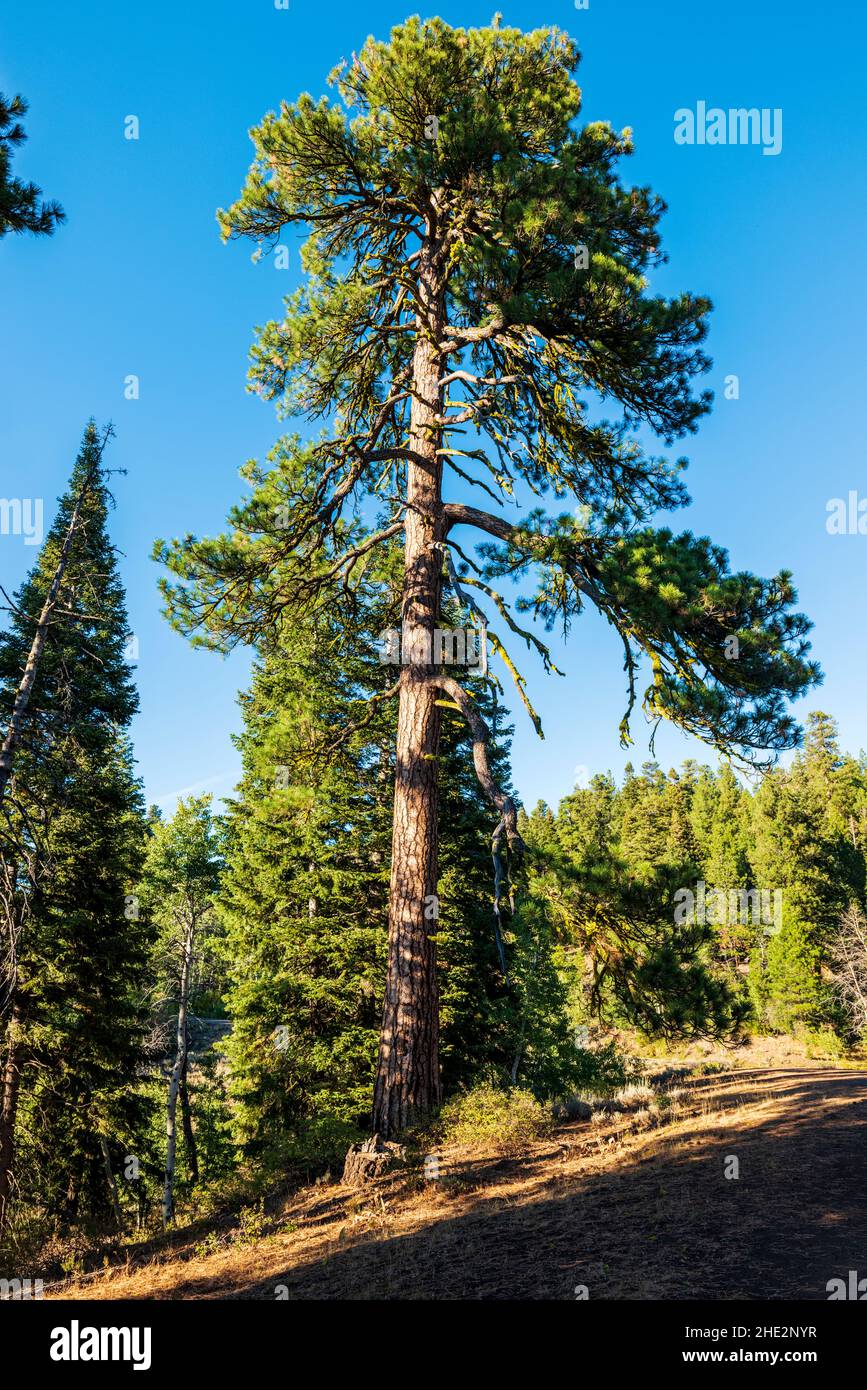Pino Ponderosa; Pinus ponderosa; pino toro; pino blackjack; pino giallo occidentale; Pino filippino; Camus Sno-Park; Adel; Oregon; USA Foto Stock