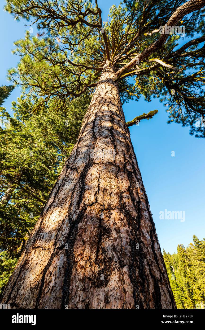 Pino Ponderosa; Pinus ponderosa; pino toro; pino blackjack; pino giallo occidentale; Pino filippino; Camus Sno-Park; Adel; Oregon; USA Foto Stock