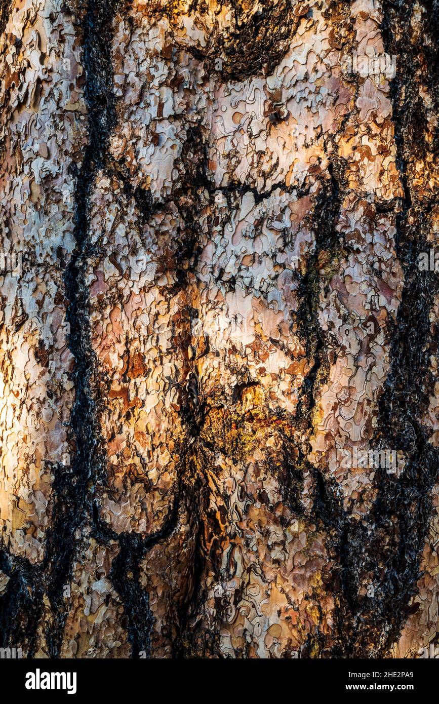 Pino Ponderosa; Pinus ponderosa; pino toro; pino blackjack; pino giallo occidentale; Pino filippino; Camus Sno-Park; Adel; Oregon; USA Foto Stock
