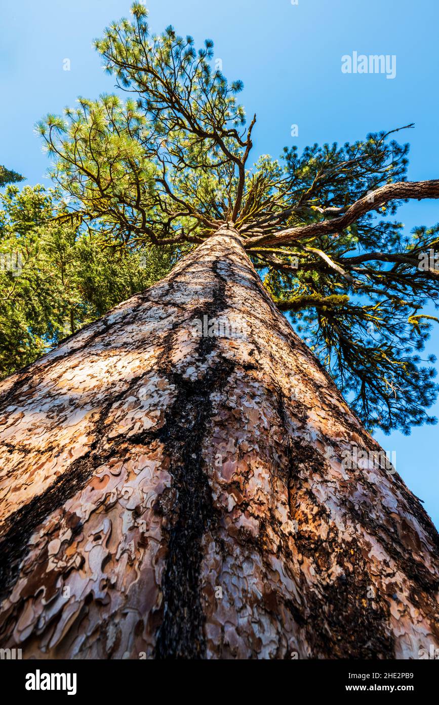 Pino Ponderosa; Pinus ponderosa; pino toro; pino blackjack; pino giallo occidentale; Pino filippino; Camus Sno-Park; Adel; Oregon; USA Foto Stock